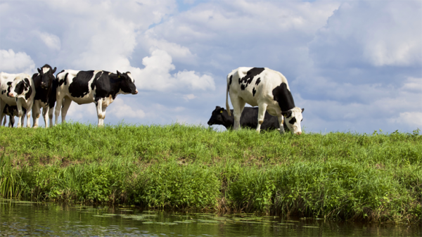 1 kilo tekst - de koe het paard